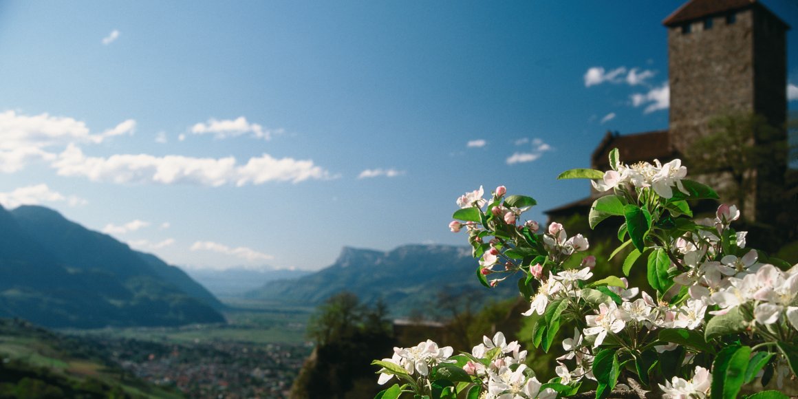 Apfelblüte vor Schloss Tirol