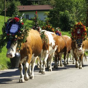 Almabtrieb im Zillertal