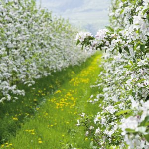 Apfelblüte in Südtirol in Italien