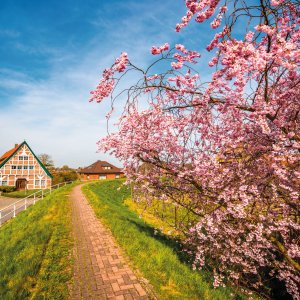 Altes Land zur Blütezeit