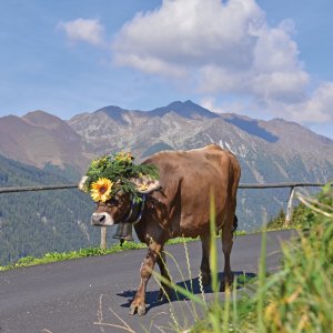 Almabtrieb Meransen