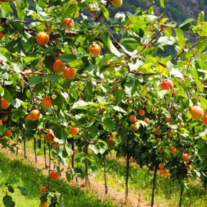 Marillenplantage in der Wachau