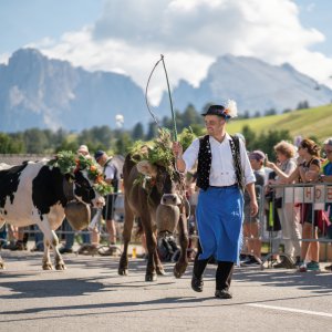 Almabtrieb Compatsch - Kastelruth