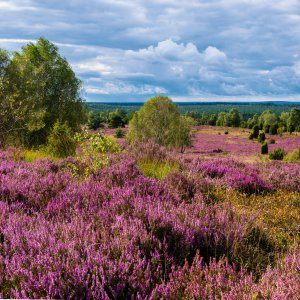 Die Lüneburger Heide in voller Blüte