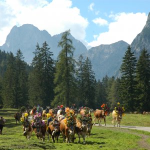 Almabtrieb Gramai Alm