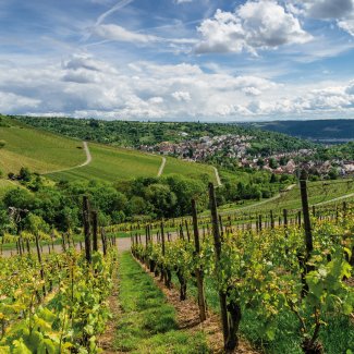 Weinlandschaft bei Stuttgart