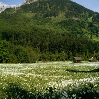 Narzissenwiese in der Steiermark